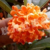 供應(yīng)丹桂、紅葉石楠