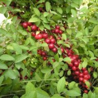 大量供應鈣果小苗