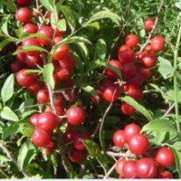 供應(yīng)；鈣果苗.鈣果苗價(jià)格.山西農(nóng)大鈣果苗