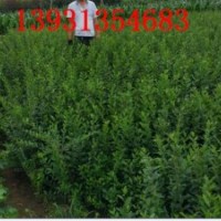 水臘與水蠟的區(qū)別