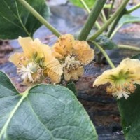 嫁接紅心獼猴桃苗價格2.8元高度20公分