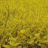 供應連翹小苗500余萬株