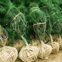 大量供應(yīng)白皮松華山松油松