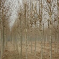 基地常年直供1-15公分法國(guó)梧桐