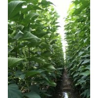 大量出售2公分楸樹苗，3公分楸樹苗