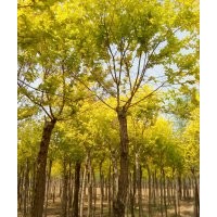 16公分金葉榆