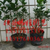 供應(yīng)山東青州茉莉花苗 青州茉莉花地苗