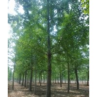 江蘇省東臺(tái)市新街鎮(zhèn) 新思路苗木基地 主要供應(yīng)：大葉女貞 銀杏 合