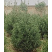 陜西藍(lán)田1米白皮松價(jià)格