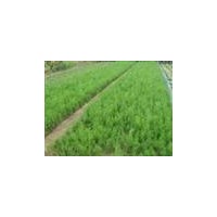 出售營(yíng)養(yǎng)杯側(cè)柏，1米側(cè)柏，2米側(cè)柏，3米側(cè)柏