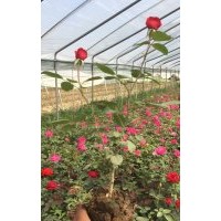 大花月季、豐花月季、微型月季