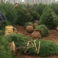 山西營養(yǎng)體白皮松價(jià)格=占地養(yǎng)養(yǎng)杯白皮松價(jià)格