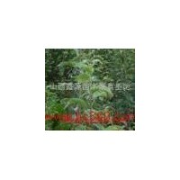 供應(yīng)蘋(píng)果苗