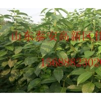 供應(yīng)優(yōu)質(zhì)杜仲樹苗苗圃直銷杜仲樹苗無中介