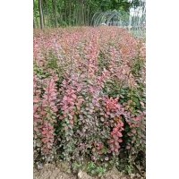 河南月季玫瑰基地：金葉女貞,金森女貞,紅葉小檗