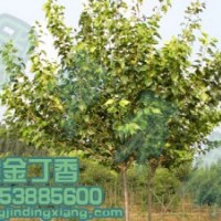 黃金丁香樹 綠化丁香 丁香樹 丁香樹苗 耐旱樹種