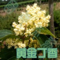 黃花丁香的日常管理