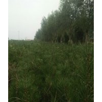 占地養(yǎng)養(yǎng)杯白皮松價(jià)格=山西16*18*19*21養(yǎng)養(yǎng)杯白皮松價(jià)格