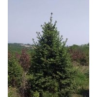長期供應各種優(yōu)質云杉