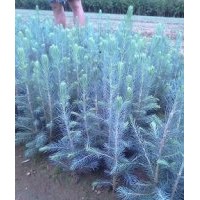 美國藍杉樹苗，科羅拉多藍杉樹苗，東北耐寒藍杉各種規(guī)格 吉林慧