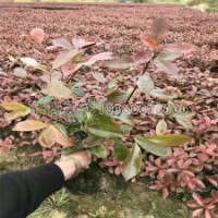 30-60公分紅葉石楠的裝車價格