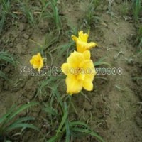 金娃娃萱草的價格及產(chǎn)地、圖片