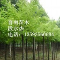 刺槐 國槐 大葉女貞