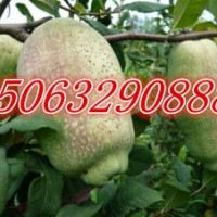 臨沂木瓜苗，山東木瓜苗，木瓜種子，木瓜小苗