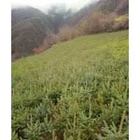 出售云杉樹(shù)苗，油松樹(shù)苗，側(cè)柏各種樹(shù)苗