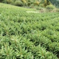 出售各種樹(shù)苗油松，云杉，側(cè)柏等