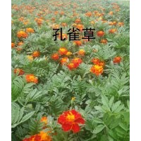 供應草花孔雀草