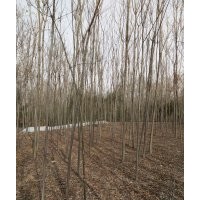 國槐苗，絲棉木苗，復(fù)葉槭苗，欒樹苗，紫葉李苗