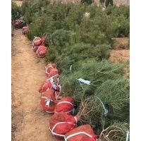 出售1.5米白皮松，1.5米白皮松價(jià)格