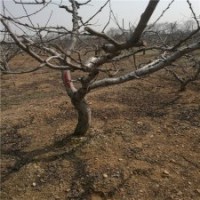 14公分桃樹的價格表