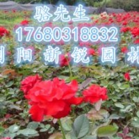 瀏陽(yáng)月季、精品月季小苗批發(fā)直銷