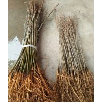 出售紫穗槐 香花槐