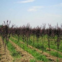 紅葉李價格，7公分145元，產(chǎn)地專供