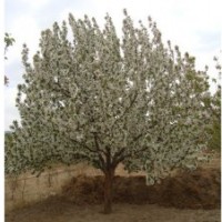 正宗綠化懷來海棠樹苗木