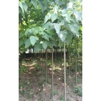 2-3公分楸樹處理，3-5公分合歡處理，