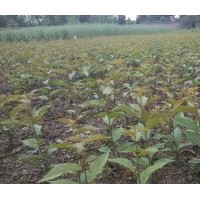 四川櫻花苗批發(fā),四川櫻花苗價(jià)格便宜,四川櫻花苗批發(fā)基地，最便宜