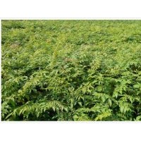 供應(yīng)黃山欒樹(shù)小苗、欒樹(shù)價(jià)格、欒樹(shù)種子