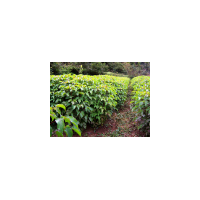 批發(fā)重陽(yáng)木小苗、重陽(yáng)木小苗價(jià)格