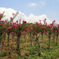 紫薇樹最新交易價(jià)格