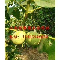 大量供應青皮核桃