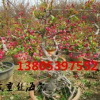 供應(yīng)冬紅果海棠小苗價(jià)格、冬紅果海棠盆景價(jià)格、冬紅果海棠種植基