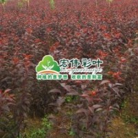 飛寒櫻【速生】