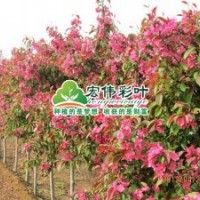 絢麗海棠小苗彩葉苗綠化苗木供應(yīng)