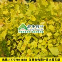 歐洲金葉楊 楊樹小苗 彩葉苗 各種綠化苗供應(yīng)