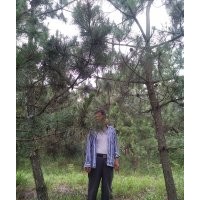 出售黑松樹(shù)胸徑11到13公分1000來(lái)棵。