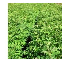 黃菠蘿苗、黃波羅樹苗、黃菠蘿小苗、黃菠蘿種子，黃菠蘿苗價(jià)格